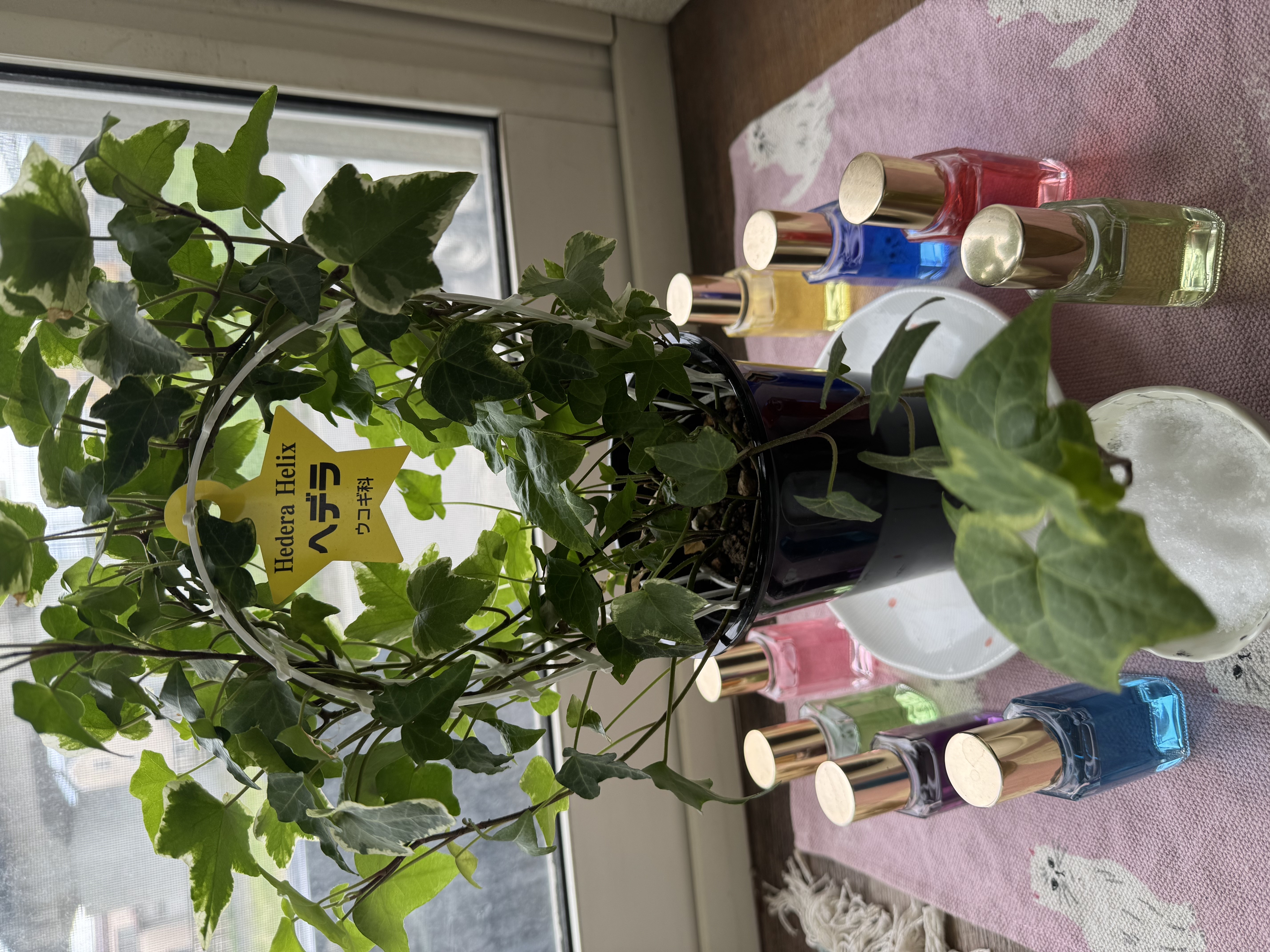 占い師香月　一華のお気に入り写真1